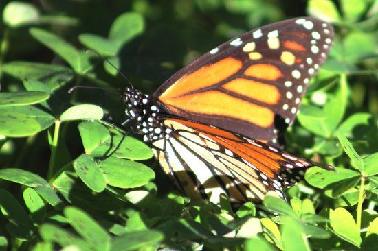 Goleta Butterfly Grove